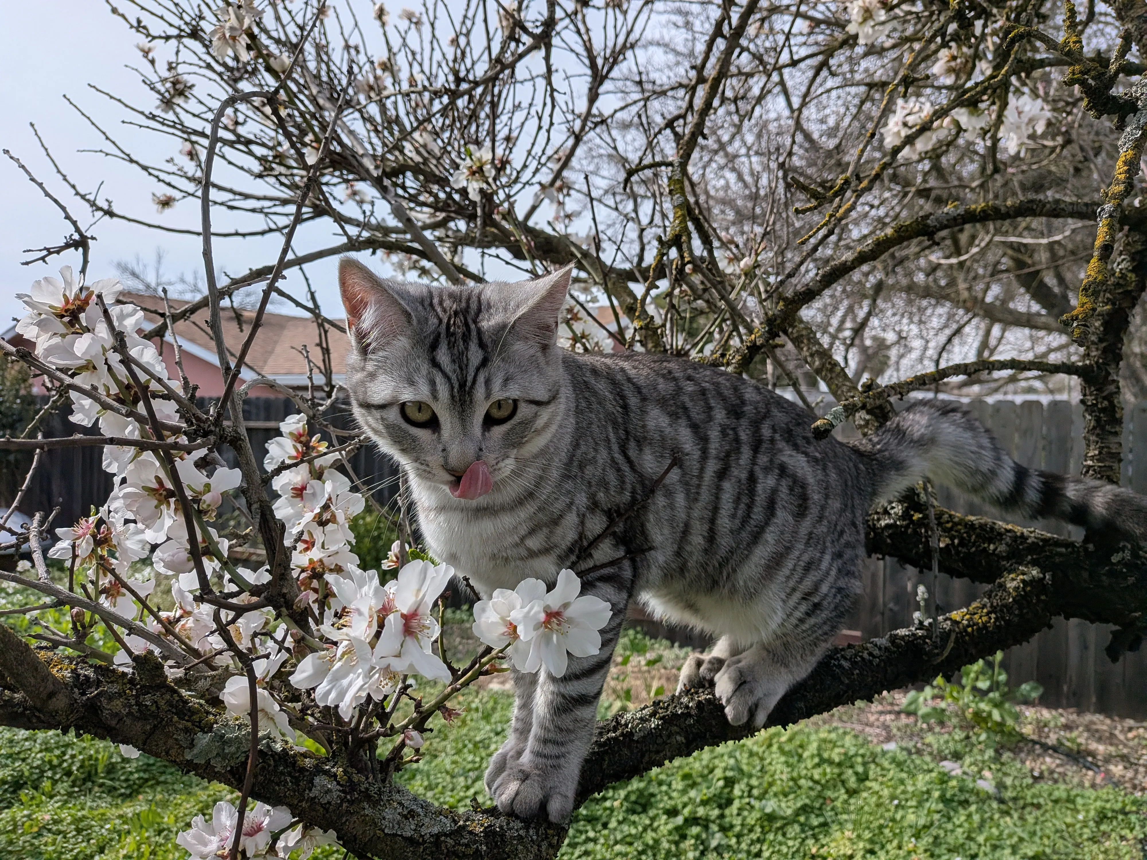 Nuski the Cat, Chief Security Officer of LegitWebs